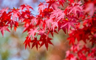 小红叶官方版游戏下载，小红叶安卓游戏下载