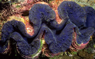 动物奇幻冒险官方版游戏下载，安卓苹果ios版本下载