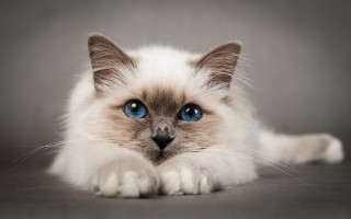 萌猫壁纸官方版游戏下载，萌猫壁纸安卓游戏下载